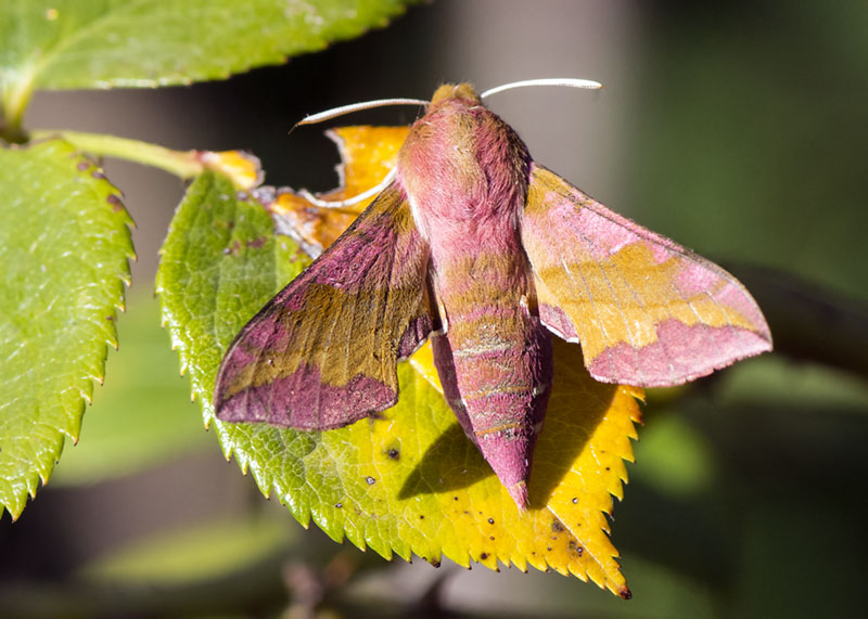 Deilephila porcellus - Sphingidae